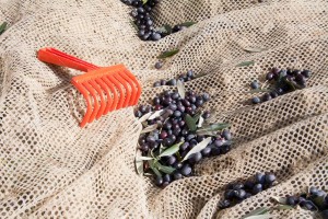Tele Raccolta Olive