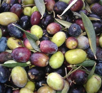 La Raccolta delle Olive